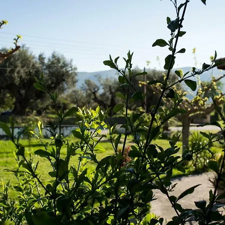アパート Olive Grove Zakynthos