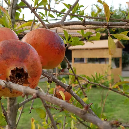 Olive Grove Zakynthos *