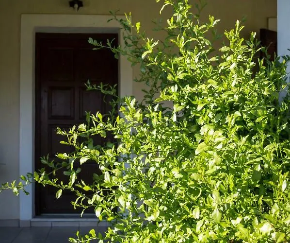 Olive Grove Zakynthos Apartmán Langadhákia